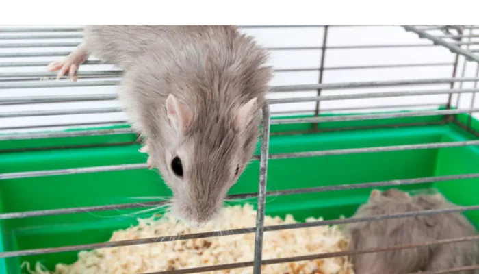 what-gerbil-cage-needs