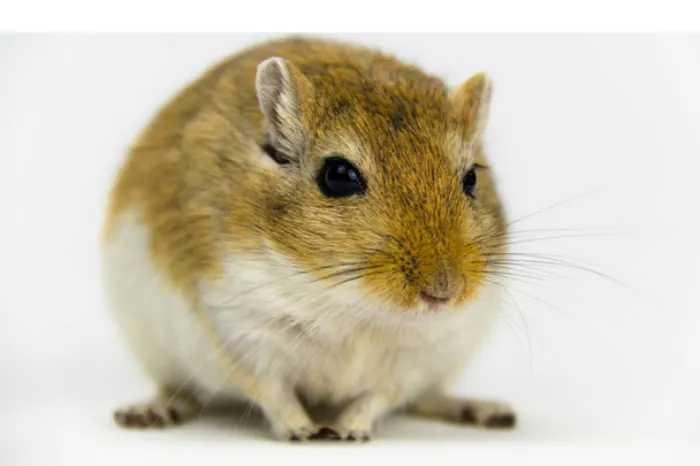 can-gerbil-eat-blueberries
