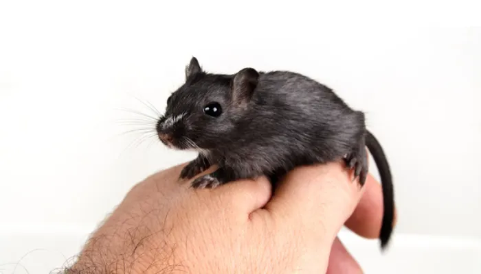 can-gerbil-eat-grapes