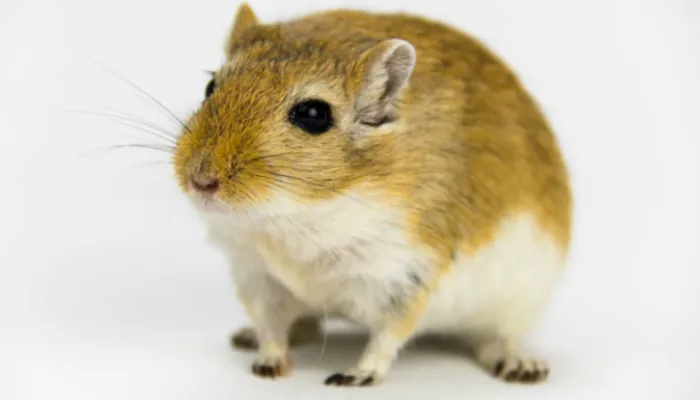 can-gerbil-eat-strawberry