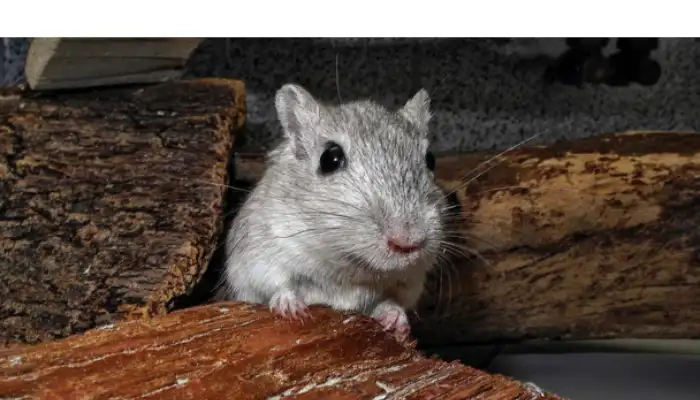 do-gerbil-bite-more-than-hamster