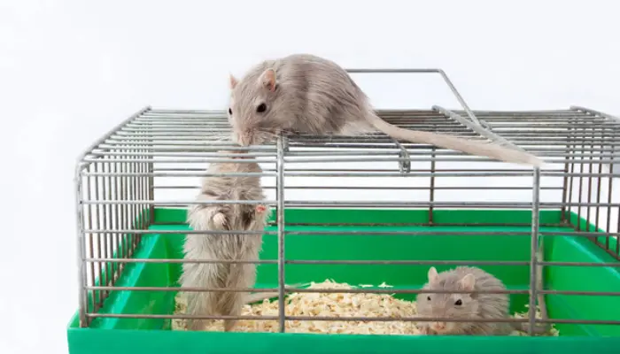 do-gerbils-chew-plastic-cage