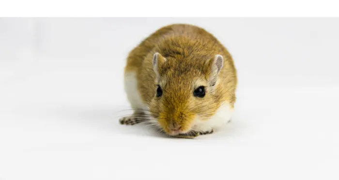 does-gerbil-enjoy-being-held