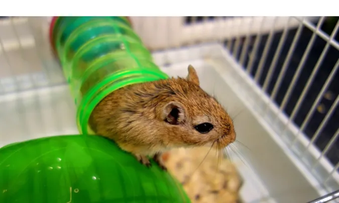 gerbil-first-aid-prevention-care