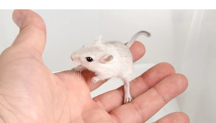 how-much-to-feed-gerbil-daily
