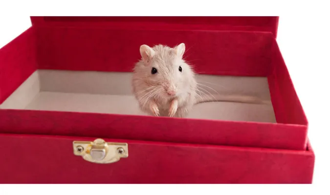 put-gerbils-together-without-split-cage