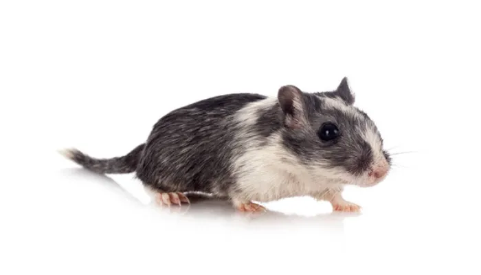 why-gerbil-bite-how-to-stop