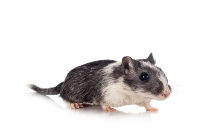 can-pet-gerbils-eat-orange